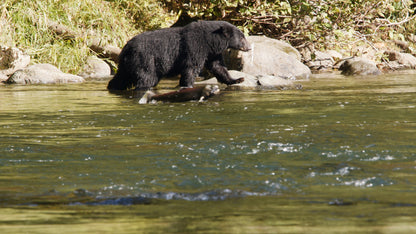 Salmon Jumps in Front of Bear