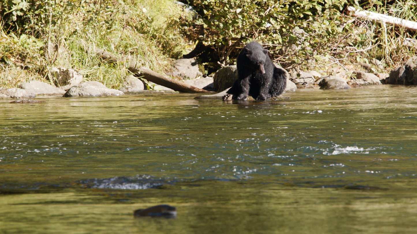 Bear Scanning for Salmon in River