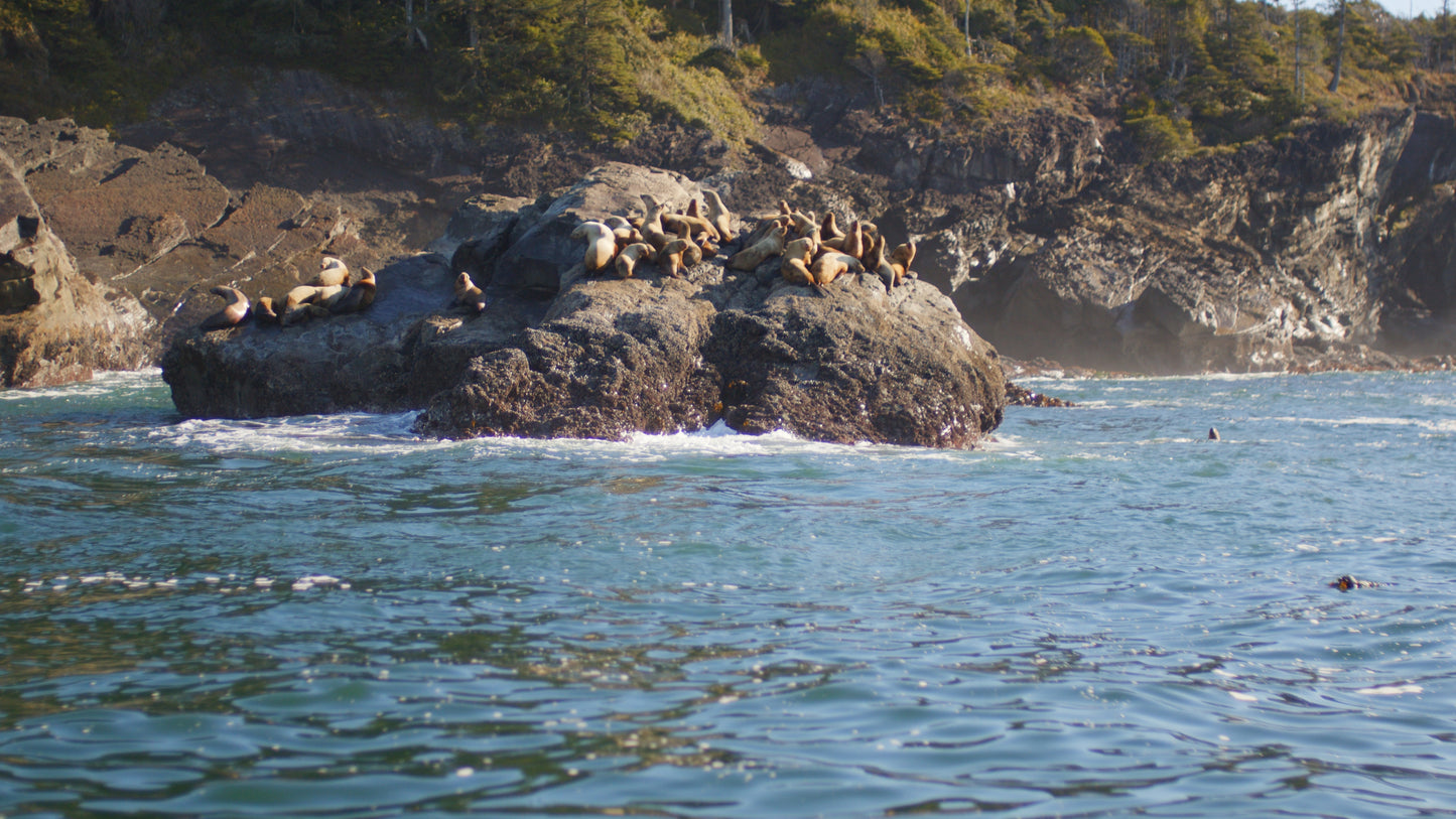 Sea Lions on Ocean Rocks 1