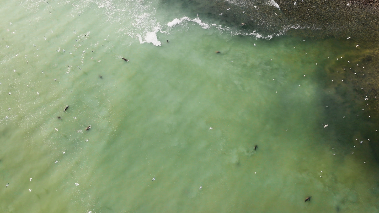 Herring Spawn Sea Lions and Birds Aerial 2