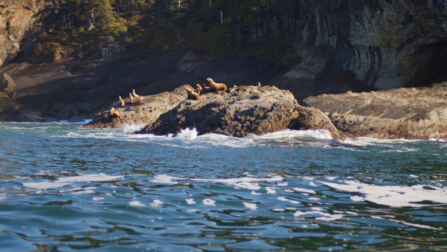 Sea Lions on Ocean Rocks 2