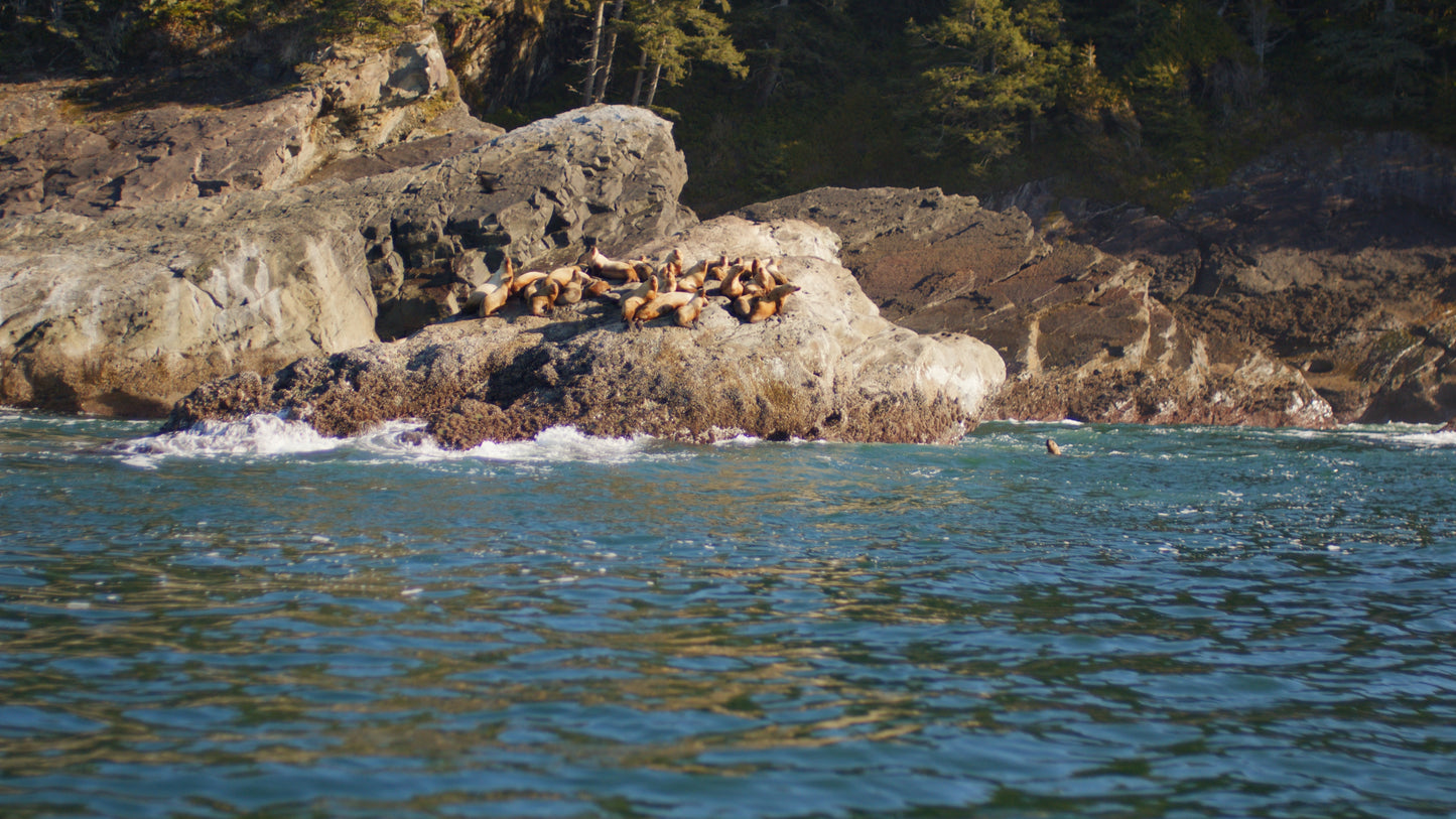 Sea Lions on Ocean Rocks 3