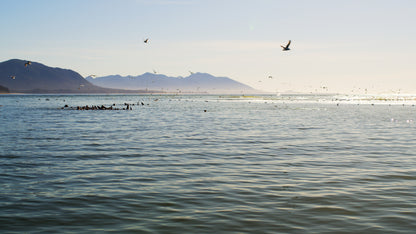 Sea Lions and Birds in Ocean 1