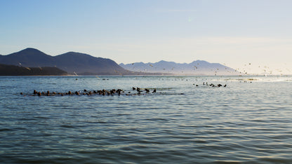 Sea Lions and Birds in Ocean 2