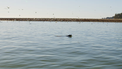 Sea Lions and Birds in Ocean 3