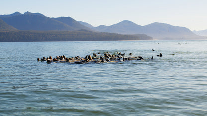 Sea Lions and Birds in Ocean | Collection