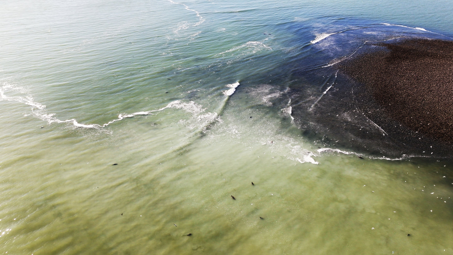 Herring Spawn Sea Lions and Birds Aerial 1