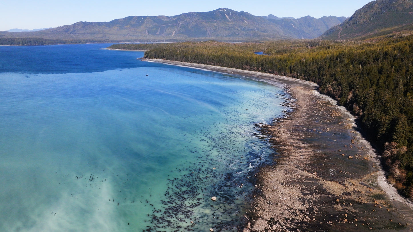 Herring Spawn Aerial 1