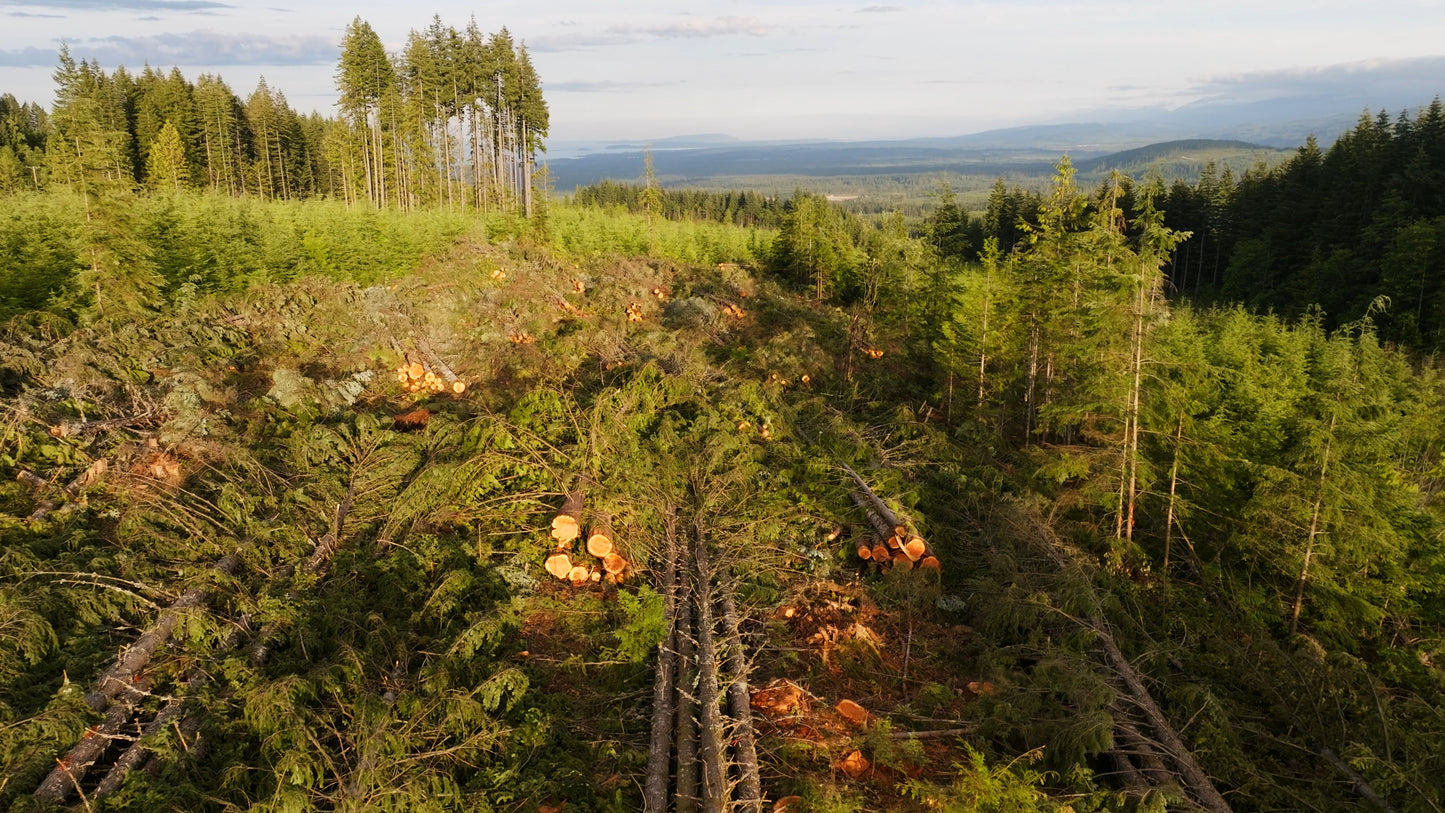 Clearcut Trees Vancouver Island 1