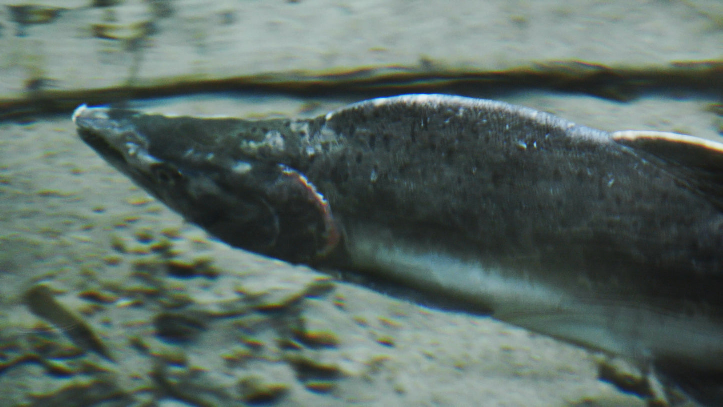 Pink Salmon Swimming 1