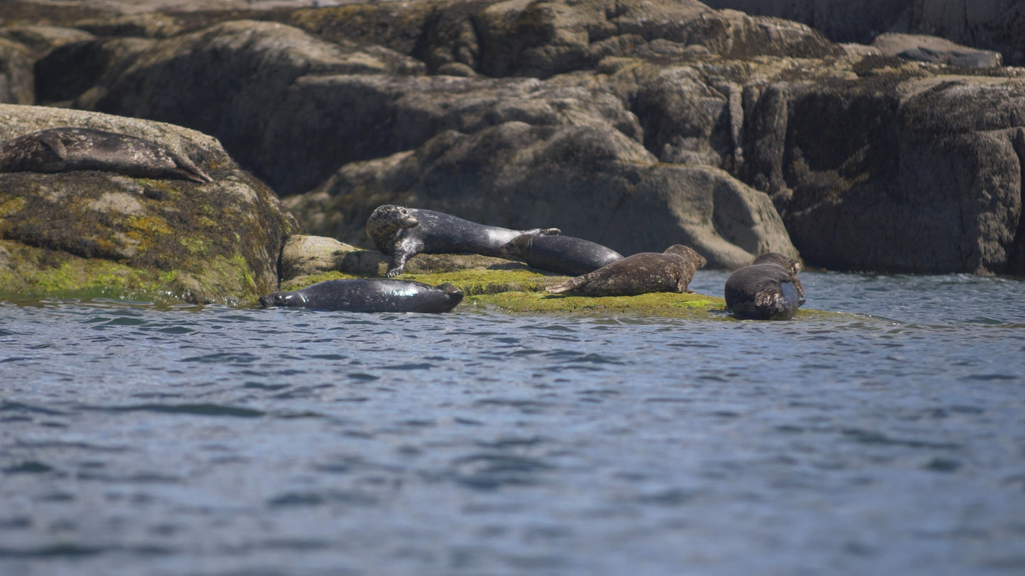 Seals on Rocks by Ocean