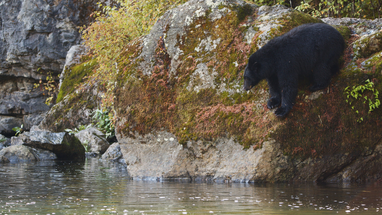 Bear Fishing on Riverside 1