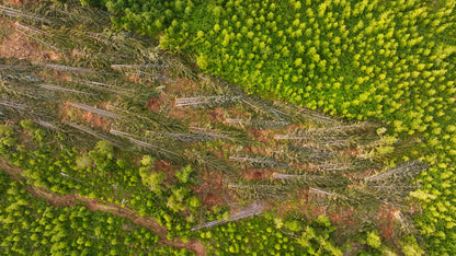 Clearcut Trees Vancouver Island 2