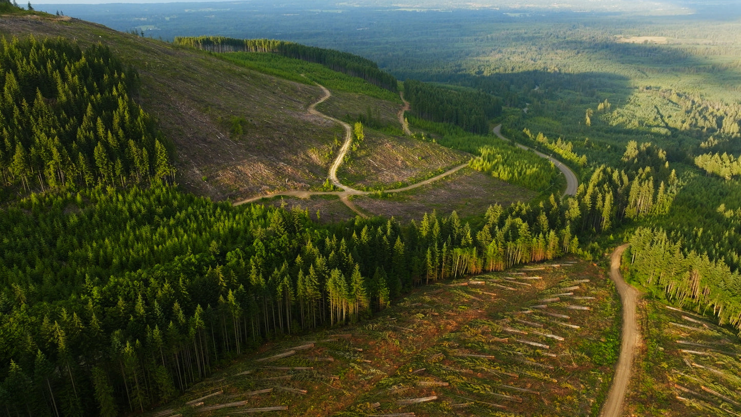 Clearcut Trees Vancouver Island 3