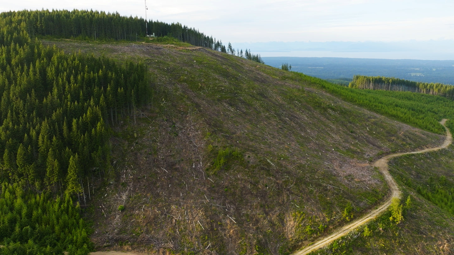 Clearcut Trees Vancouver Island 4