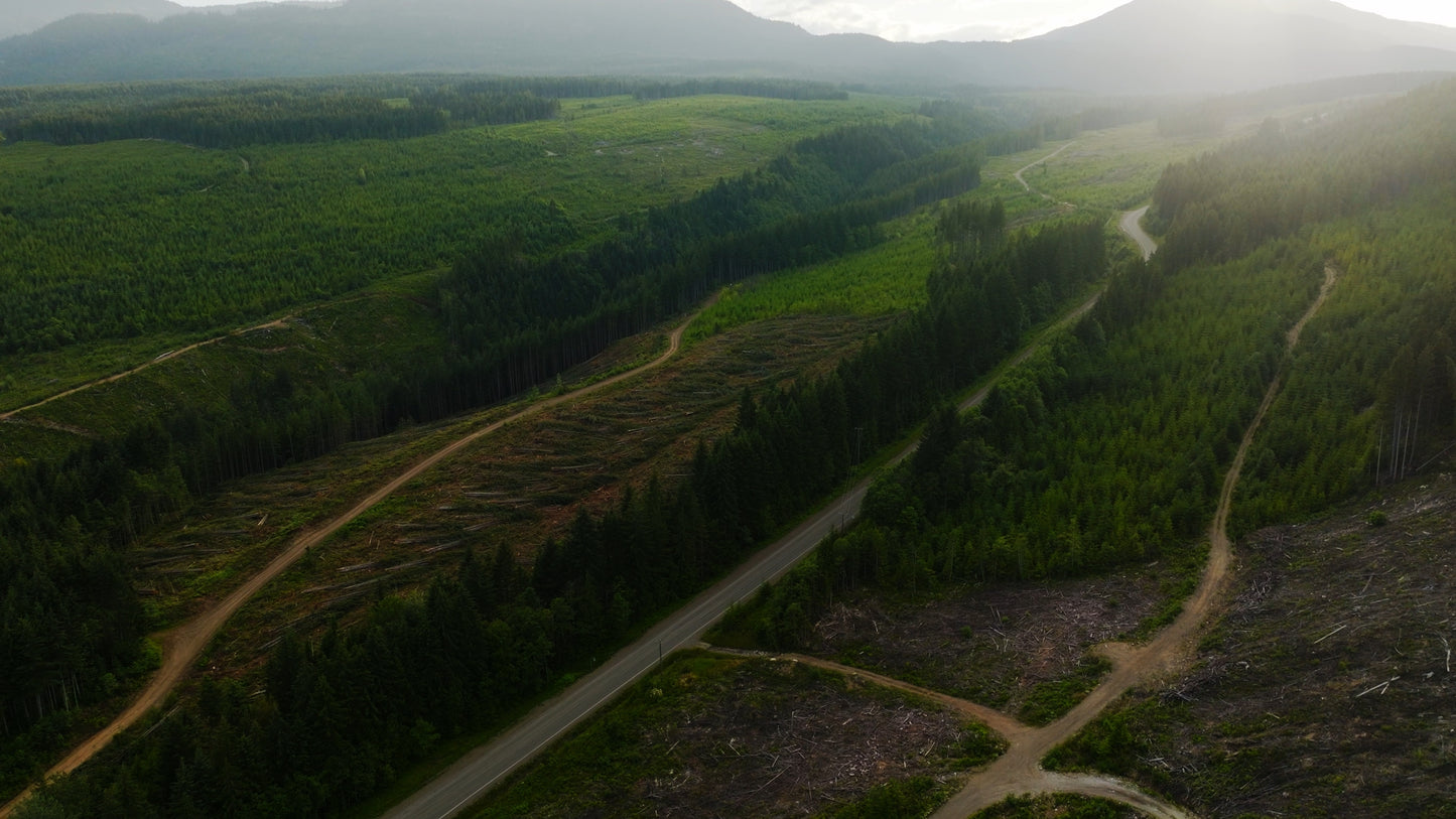 Clearcut Trees Vancouver Island 5