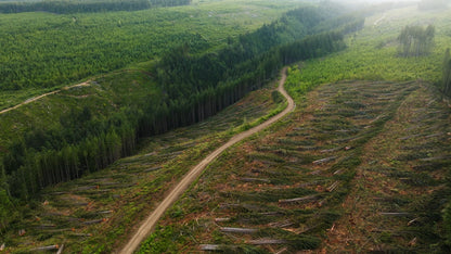 Clearcut Trees Vancouver Island 6