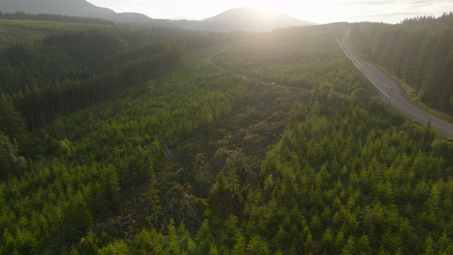 Clearcut Trees Vancouver Island 7