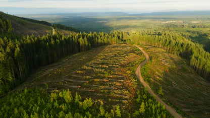 Clearcut Trees Vancouver Island 8