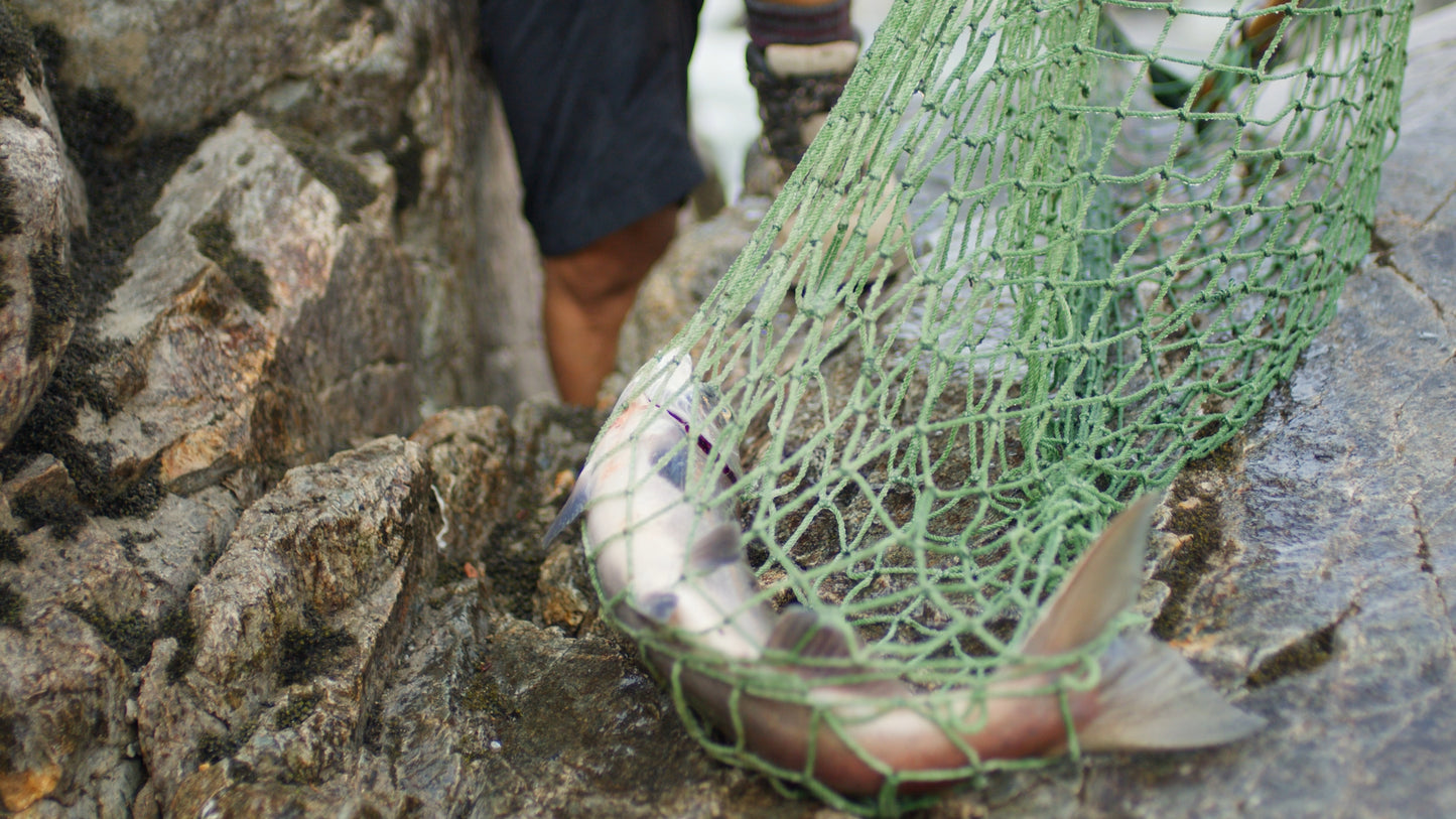 Traditional Dip Net Salmon Fishing 3