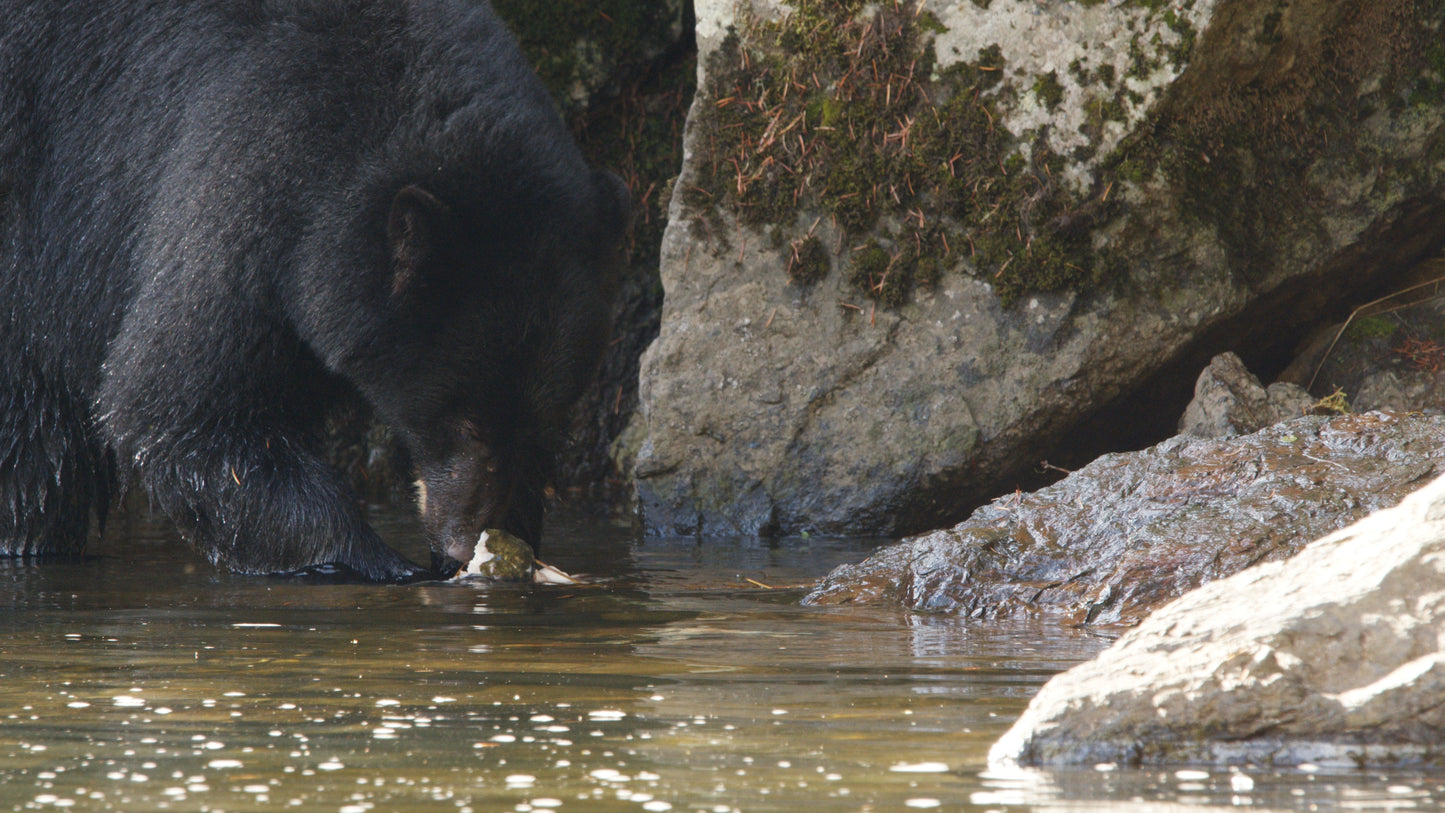 Bear Picking at Dead Salmon in River