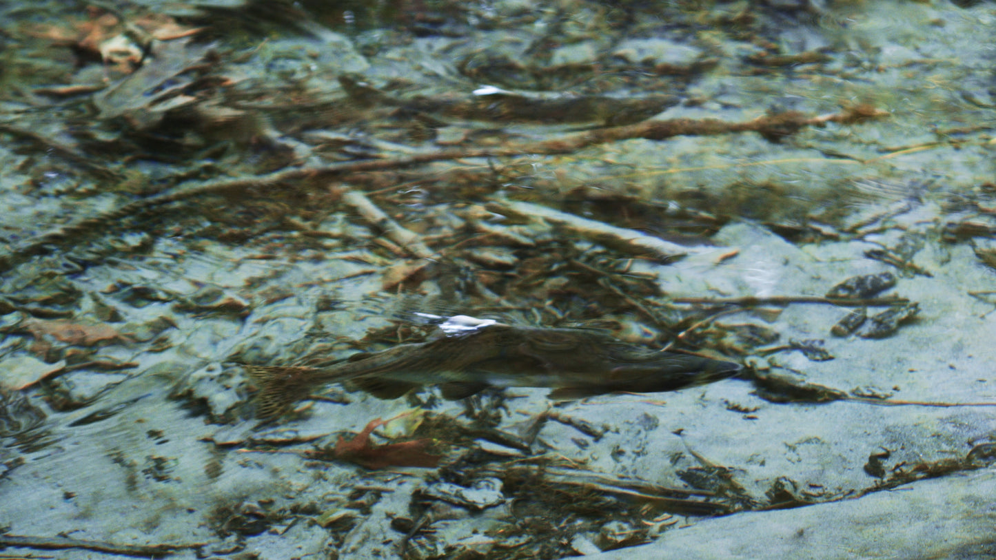 Two Salmon Swimming in Shallow Water