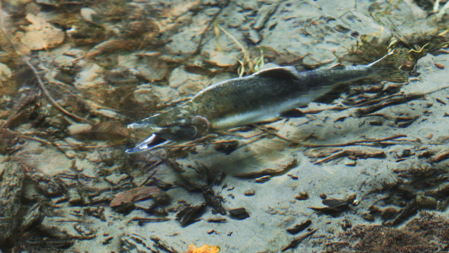 Pink Salmon Opening Mouth