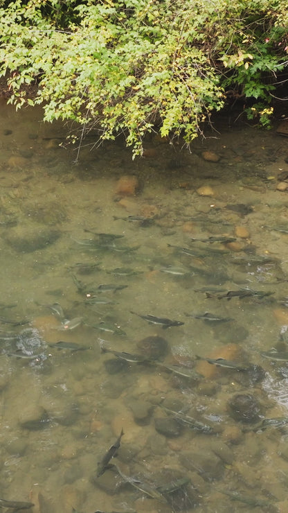 Vertical | Salmon in River 2