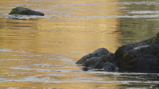 Coho Jumping in Fall 2