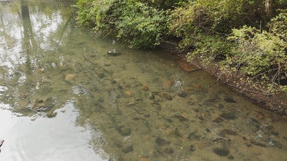 Pink Salmon in River Aerial Drone 4