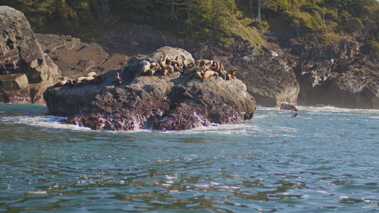 Sea Lions on Ocean Rocks 1