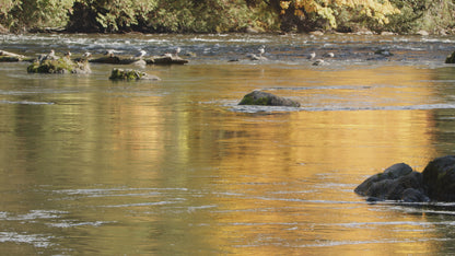 Coho Jumping in Fall 1