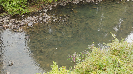 Pink Salmon in River Aerial Drone 6