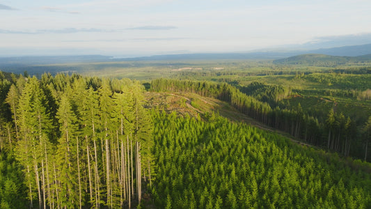 Clearcut Trees Vancouver Island 8