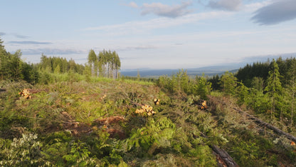 Clearcut Trees Vancouver Island 1