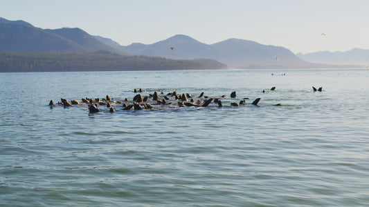 Sea Lions and Birds in Ocean 4