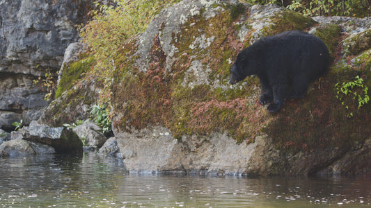 Bear Fishing on Riverside 1