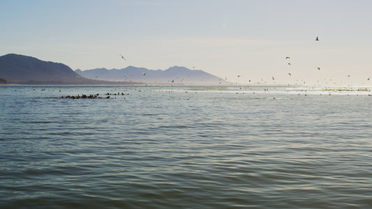 Sea Lions and Birds in Ocean 1