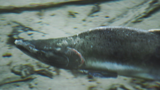 Pink Salmon Swimming 1