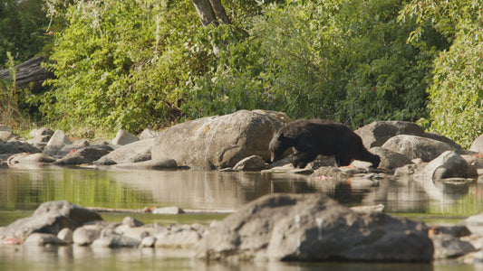 Bear Fishing for Salmon in River