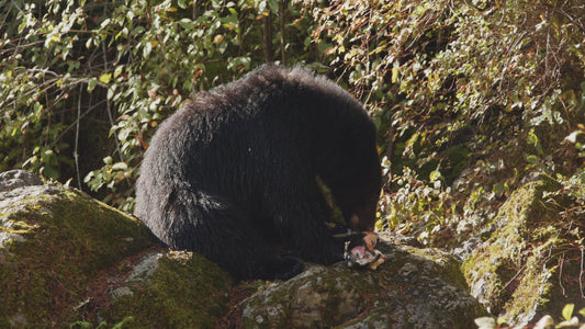 Bear Eating Salmon on Rocks 3