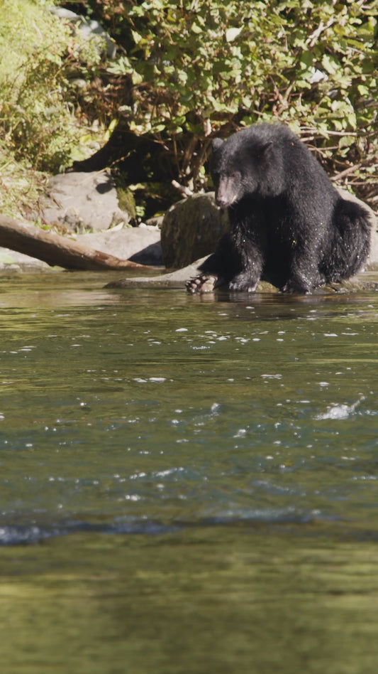 Vertical | Bear Fishing 2