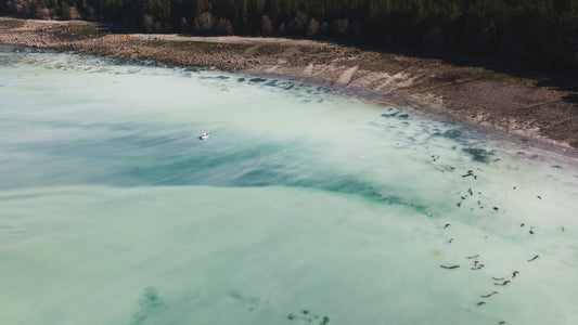 Herring Spawn Boat Aerial 1