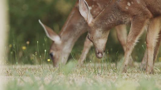 Baby Deer Eating Grass