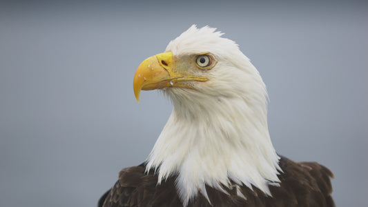 Eagle Close Up 3