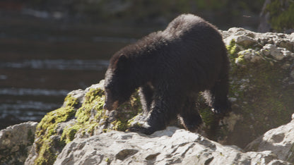 Bear Fishing on Riverside 5