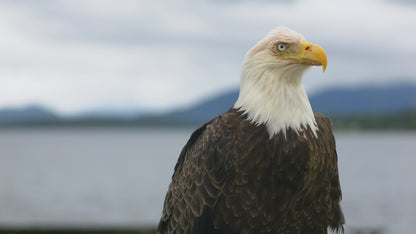 Eagle Close Up 5