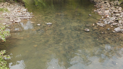 Pink Salmon in River Aerial Drone 2