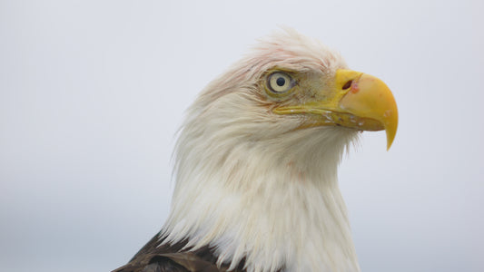 Eagle Close Up 4