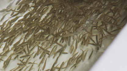 Fish Hatchery with Swimming Salmon Fry